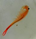 Branchipus schaefferi