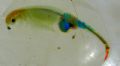 Branchipus schaefferi