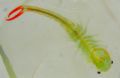 Branchipus schaefferi