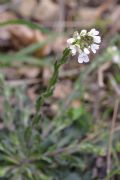 Arabis collina