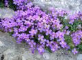 Aubretia columnae