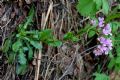 Arabis collina subsp. rosea