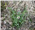 Arabis ciliata