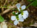 Arabidopsis halleri