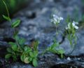 Arabis alpina subsp. caucasica