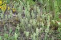 Alyssum alyssoides