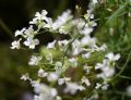 Arabidopsis arenosa