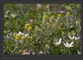 Alyssum simplex