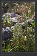 Alyssum alyssoides