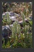 Alyssum alyssoides