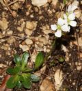 Arabis bellidifolia