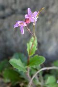 Arabis collina subsp. rosea