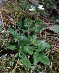 Arabis alpina subsp. alpina