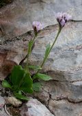 Arabis caerulea