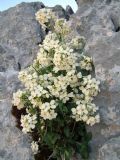 Arabis alpina subsp. caucasica
