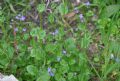Arabis verna