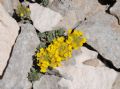 Alyssum cuneifolium