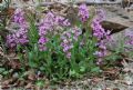 Arabis collina subsp. rosea