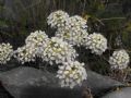 Alyssum ligusticum