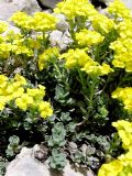 Alyssum cuneifolium