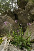 Arabis collina subsp. rosea