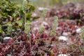 Alyssum alyssoides