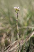 Arabis hirsuta