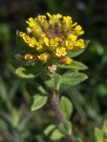 Alyssum simplex