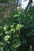 Alliaria petiolata
