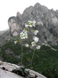 Arabis bellidifolia subsp. stellulata