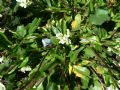 Arabis soyeri subsp. subcoriacea