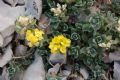 Alyssum cuneifolium