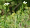 Arabis sagittata