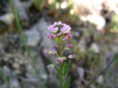 Brassicaceae