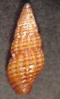 Chauvetia turritellata