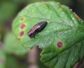 Agrilus sp.