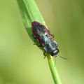 Anthaxia candens lucens