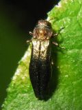 Agrilus viridis