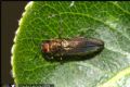 Agrilus sp.