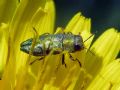 Anthaxia nitidula