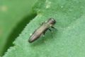 Agrilus sp.