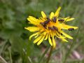 Anthaxia helvetica