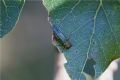Agrilus sp.