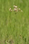 Butomus umbellatus