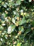 Buxus sempervirens