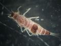 Brachycercus harrisellus