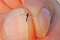 Caenis sp.