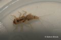 Caenis sp.