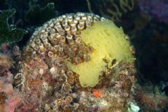 Clathrinida