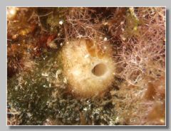 Leucosoleniida